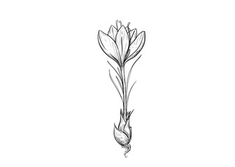 Hand drawn sketch black and white illustration of saffron flowers, crocus, leaf, root. Vector illustration. Elements in graphic style label, sticker, menu, package. Engraved style illustration.