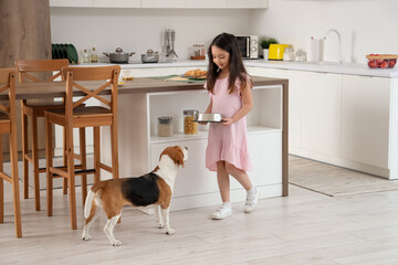 Cute little Asian girl with bowl feeding Beagle dog in kitchen