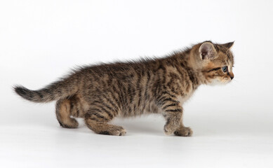 Little striped kitten tiptoes along