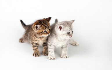 Two kittens on a white background