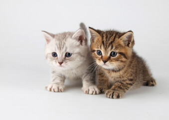 Two fluffy kittens are sitting on a white background