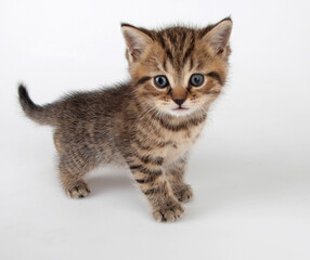 The kitten looks at the camera with curiosity