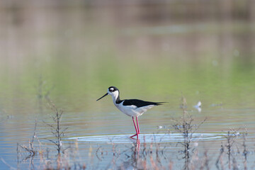 Black-necked Stilt wading in shallow water at Ellis Creek Water Recycling Facility 
