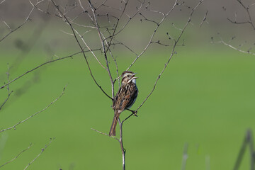 Song Sparrow singing from a perch at Ellis Creek Water Recycling Facility 