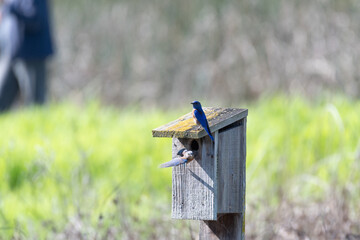 Nesting pair of Western Bluebirds guard their birdhouse