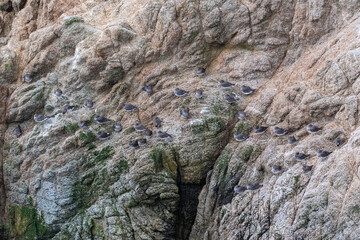 A flock of resting Surfbirds on a rock at Bodega Head