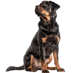 A regal purebred fourteen year old Rottweiler poses gracefully against a crisp transparent background isolated on transparent background