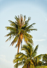 Fototapeta na wymiar coconut trees on blue sky