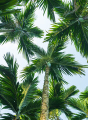 Looking up at the coconut trees from a low angle.