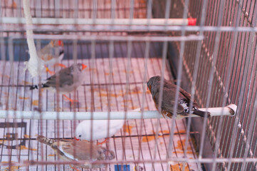 ゲージの中で飼育されている鳥たち