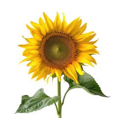 Obraz premium A stunning sunflower set against a clear transparent background