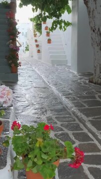 Picturesque narrow street with traditional whitewashed houses with blooming bougainvillea flowers of Naousa town in famous tourist attraction Paros island, Greece. Camera tracking