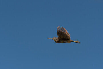 American Bittern soaring in the sky at Ellis Creek Water Recycling Facility 