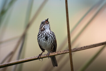 Song Sparrow sings from a perch near the pond at Ellis Creek Water Recycling Facility 