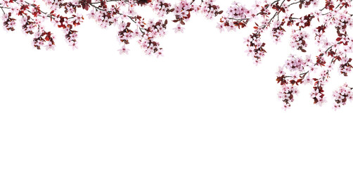 Spring blossoms. Tree branches with flowers on white background. Banner design with space for text