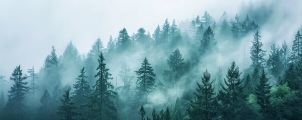 Serene panoramic view of a misty evergreen forest creating a moody atmosphere
