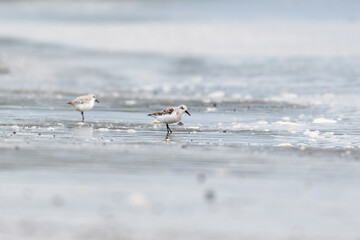 Sanderlings foraging for food along the shore at Doran Beach