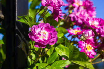 Veilchenblau purple pink flowers on shrub bloom in spring summer garden Purple flower buds with...
