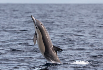 dolphin jumping out of water, dolphin