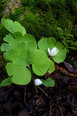 Leaves and flower buds of multiple spring ephemeral bloodroot perennial Sanguinaria canadensis