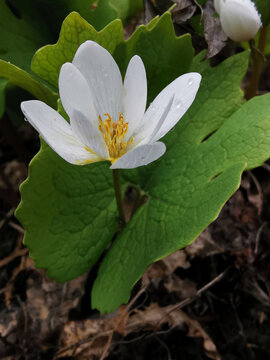 Single flowering spring ephemeral bloodroot perennial Sanguinaria canadensis