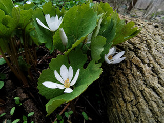 Multiple flowering springtime ephemeral bloodroot perennials (Sanguinaria canadensis) on forest...