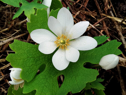 Single flowering spring ephemeral bloodroot perennial Sanguinaria canadensis
