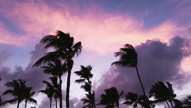 Stunning purple sunset in the Dominican Republic during summer. Palm trees by the sea under a colorful sky. Dreamy sunset over the tropical sea, a breathtaking natural landscape