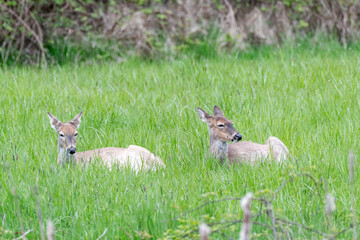 Two female mule deer resting in the grass at Ridgefield National Wildlife Refuge 