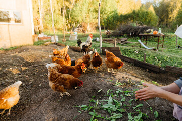 Red chickens eat fresh leaves from the farmer's hands in the chicken coop. A flock of free-range chickens enjoying fresh feed.