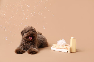 Cute Poodle dog with towels, bath sponge, bottles of shampoo and soap bubbles on brown background