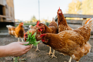 Woman's hand feeding green leaves to a group of hens on a farm. Sustainable living with free-range chicken feeding. A glimpse into eco-friendly agriculture