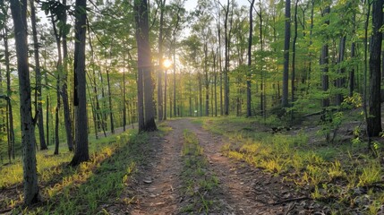The forest is just waking up with the first rays of sunlight filtering through the trees. This is the ideal time for a peaceful stroll taking in the fresh air and scenic 2d flat cartoon.