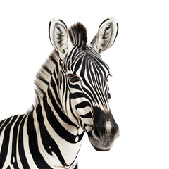 Fototapeta na wymiar A stunning image of a zebra set against a transparent background captured in a portrait