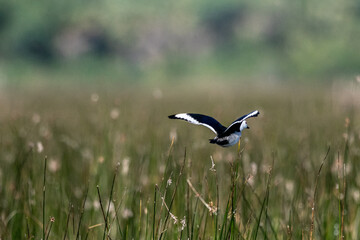  Cotton pygmy goose ducks in the migration season