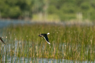  Cotton pygmy goose ducks in the migration season