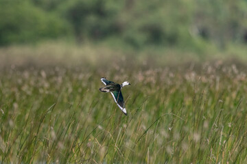  Cotton pygmy goose ducks in the migration season