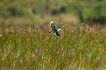  Cotton pygmy goose ducks in the migration season