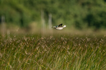  Cotton pygmy goose ducks in the migration season