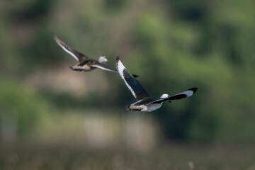  Cotton pygmy goose ducks in the migration season
