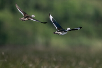  Cotton pygmy goose ducks in the migration season