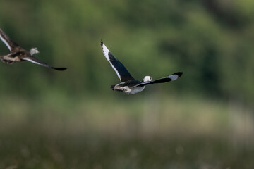  Cotton pygmy goose ducks in the migration season