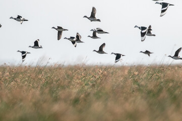  Cotton pygmy goose ducks in the migration season