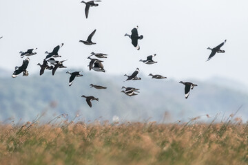  Cotton pygmy goose ducks in the migration season