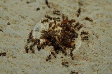 Tapinoma melanocephalum, commonly known as the ghost ant, is a species of small, dark-colored ant that is found in tropical and subtropical regions around the world.|黑頭慌蟻