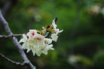 緑色のウコン桜