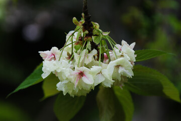 雨の中のウコン桜の花