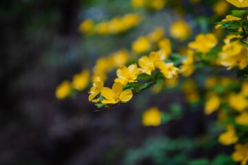 Yellow Flower in Spring Season