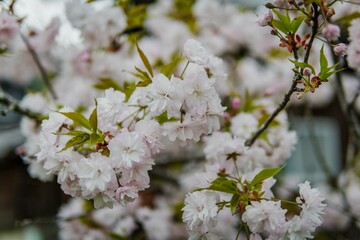 Cherry Blossom Flower in spring