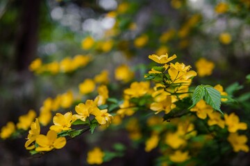 Obraz premium Yellow Flower in Spring Season